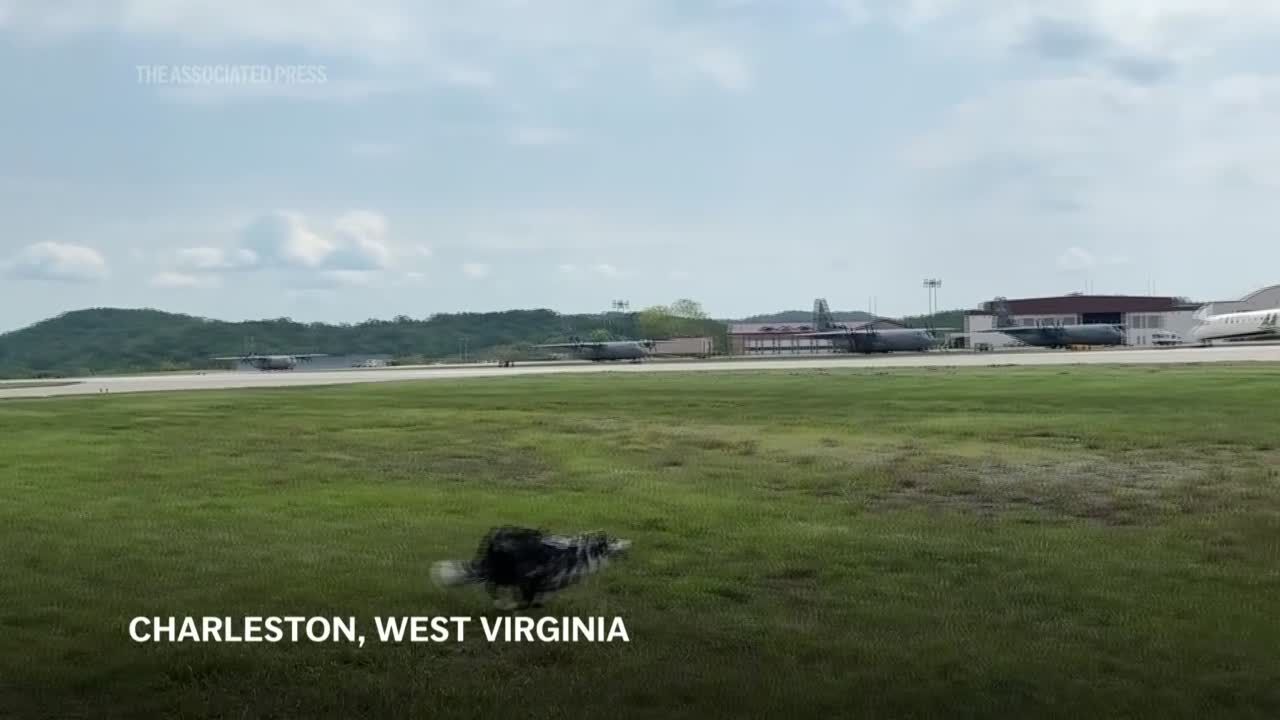 Meet Hercules and Ned, the border collies fending off wildlife at a West Virginia airport